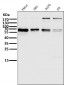 Anti-Atg16L1/Atg16 Rabbit Monoclonal Antibody